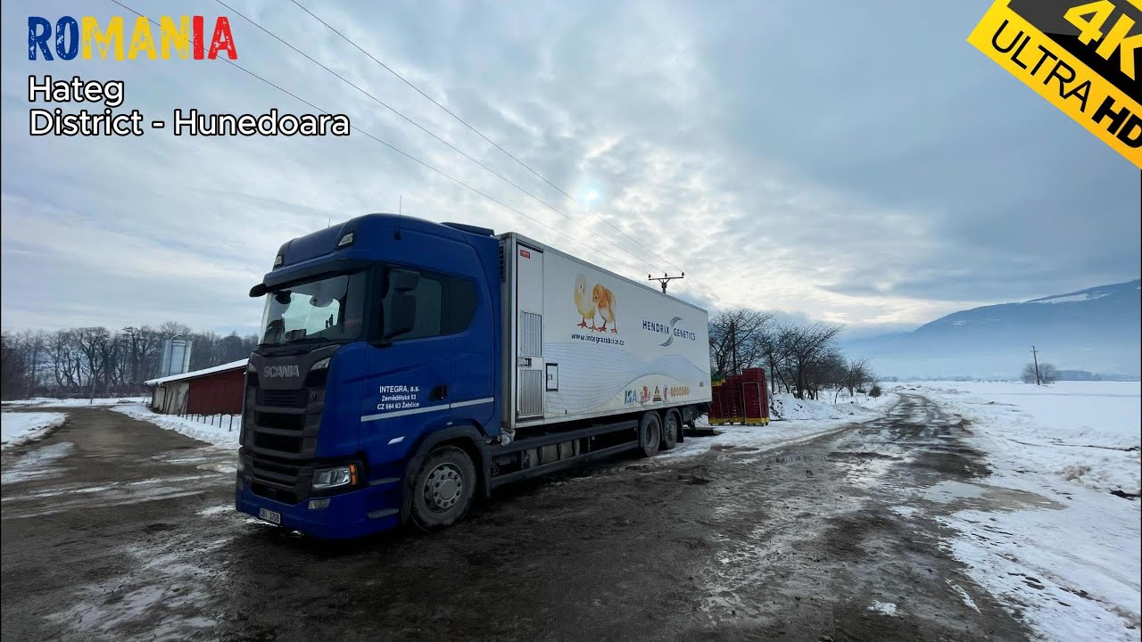 SCANIA🚛ROMANIA🇷🇴SNOW❄️CHICKENS🐤4K
