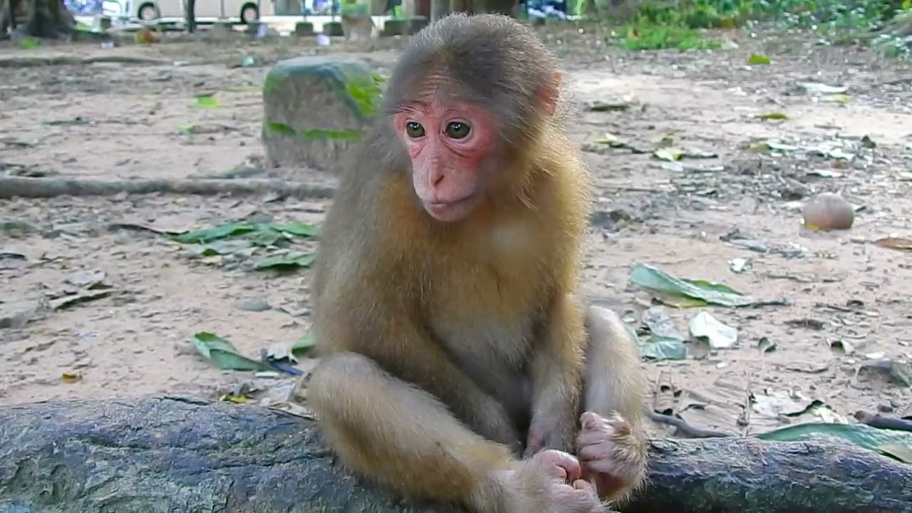 Most Fubulous! Lovley monkey Bela look very cute