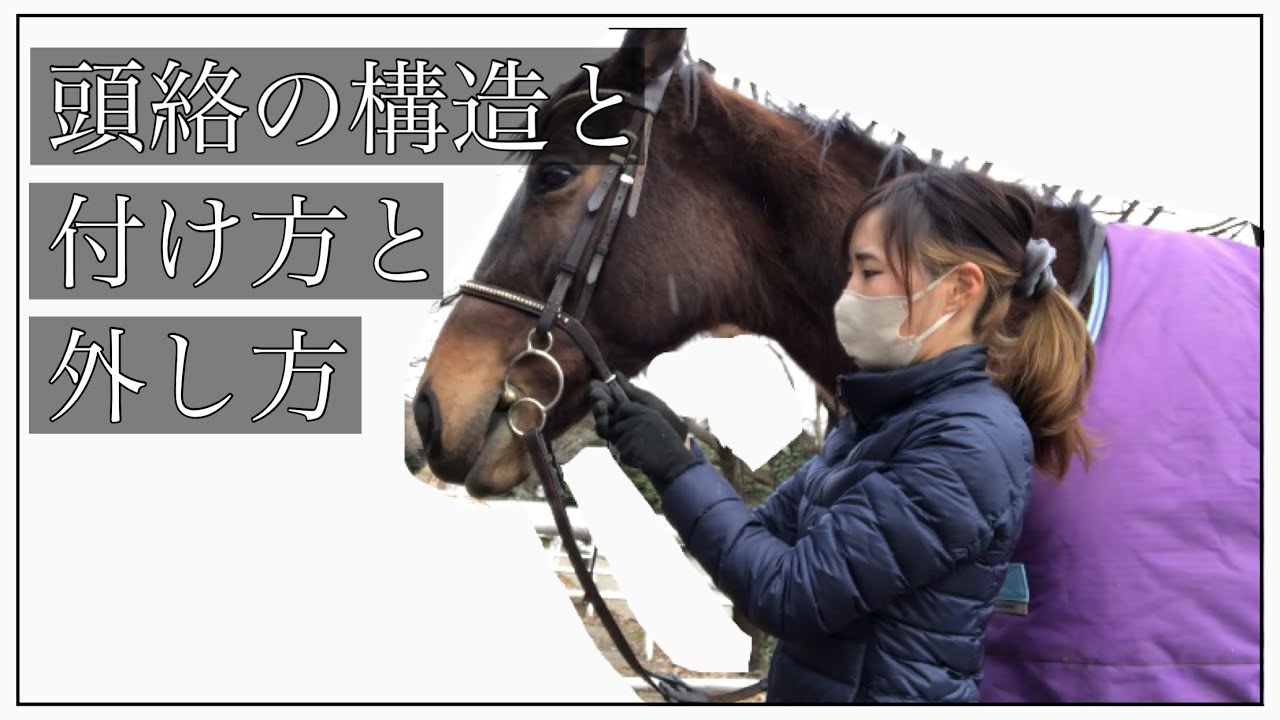 【頭絡の構造と付け方と外し方】乗馬初心者/馬装