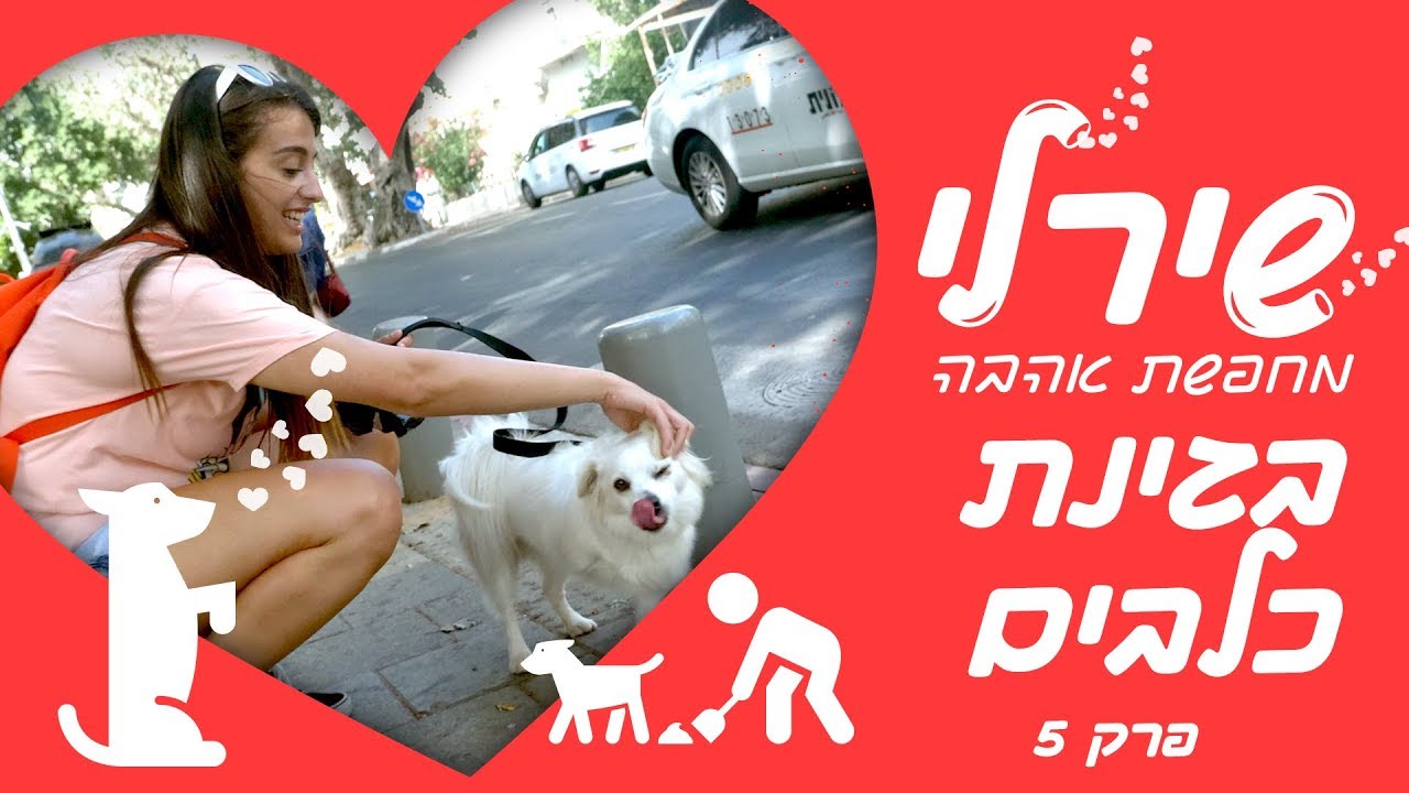 שירלי לוי מחפשת אהבה בגינת כלבים