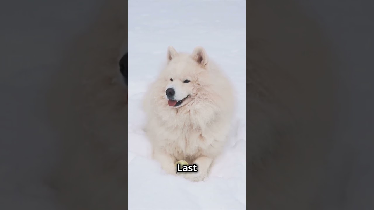 Cutest Fluffy Animals You&rsquo;ll Ever See 🐾🥰✨ Get ready to swoon over these adorably fluffy animals!