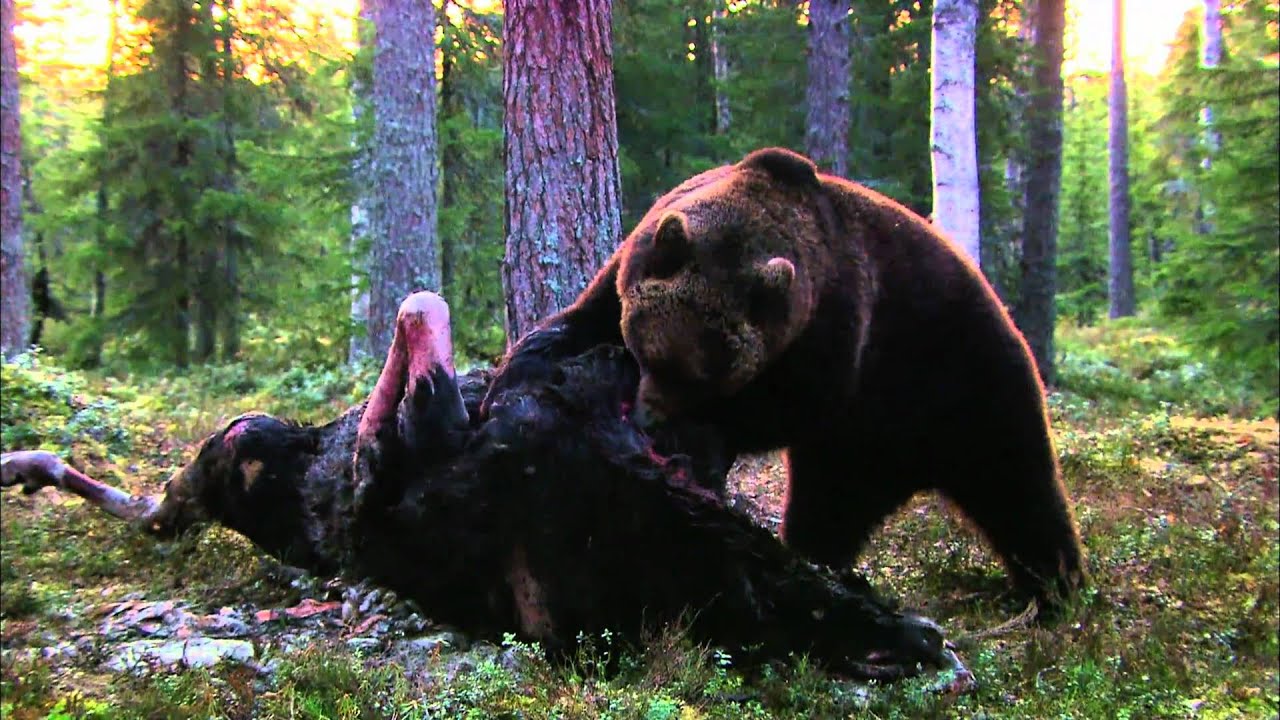 Finnland: Braunb&auml;r (HD)