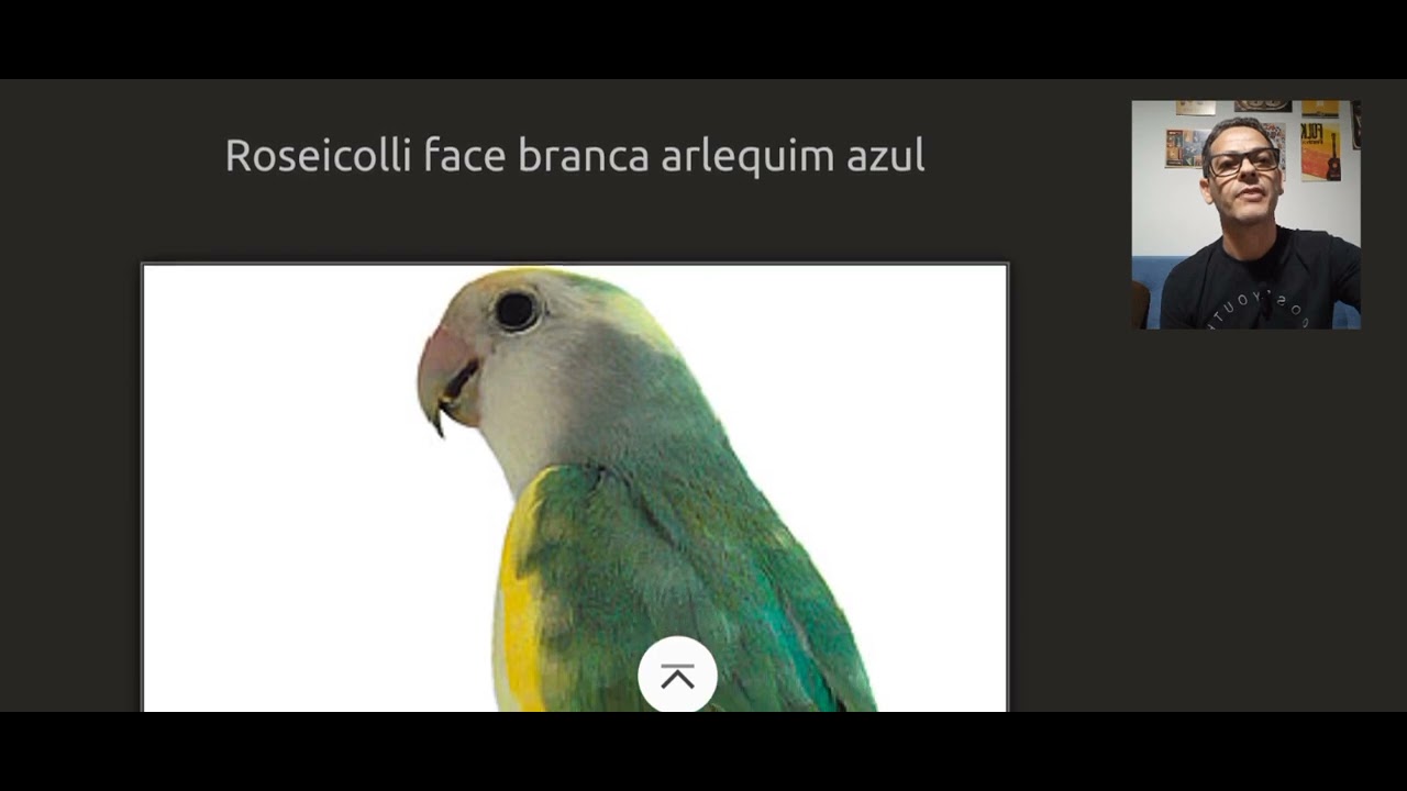 mutação de agapornis como identificar guia de mutação dos agapornis