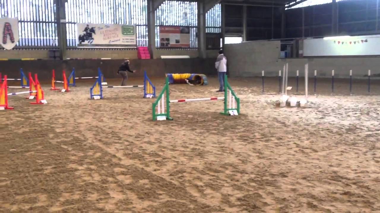 Miniature American Shepherd Mac Agility