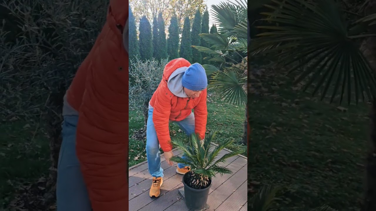 BestpalmTV. Cycas revoluta, nie chowaj go zbyt wcześnie