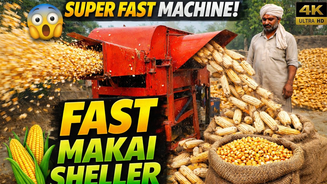 🌽 Amazing Corn Sheller Machine in Village | Makai Shelling Fast & Satisfying 😍 | Corn Machine