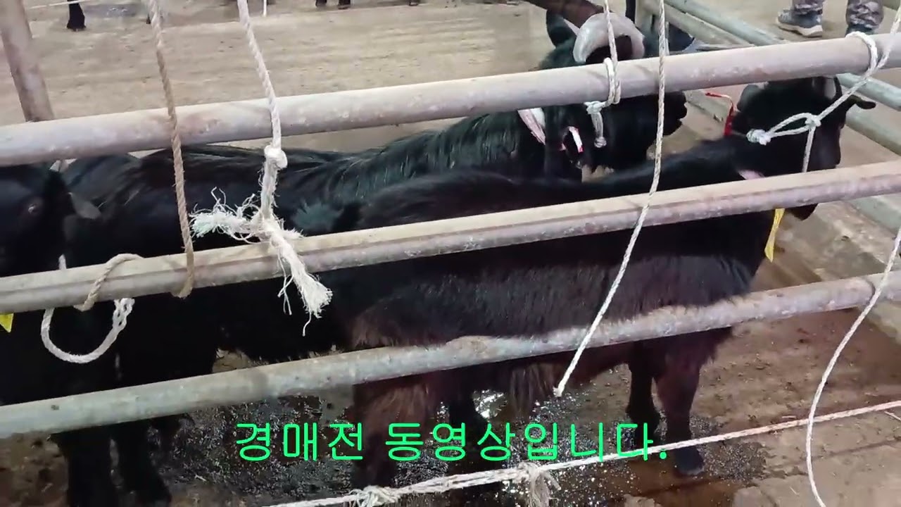 2월24일 화순 염소 경매장 암염소 3마리구매 및 경매전 동영상.
