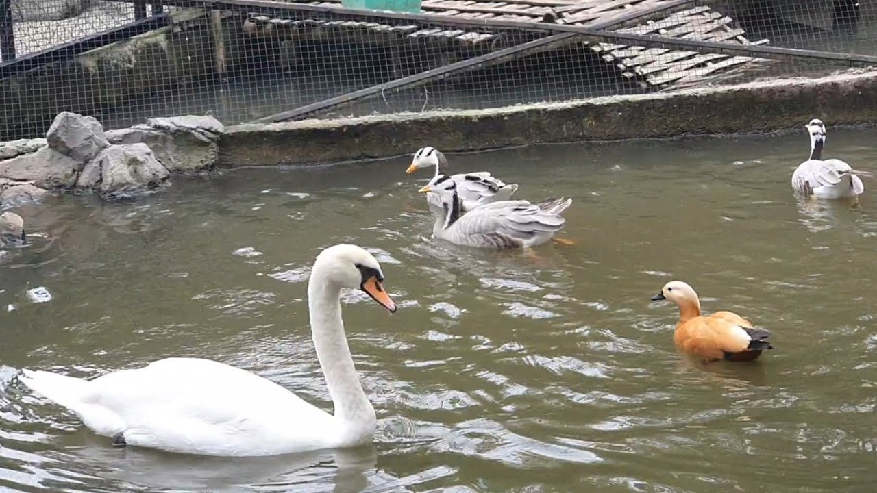 Mengenal Jenis Bebek dan Angsa Hias