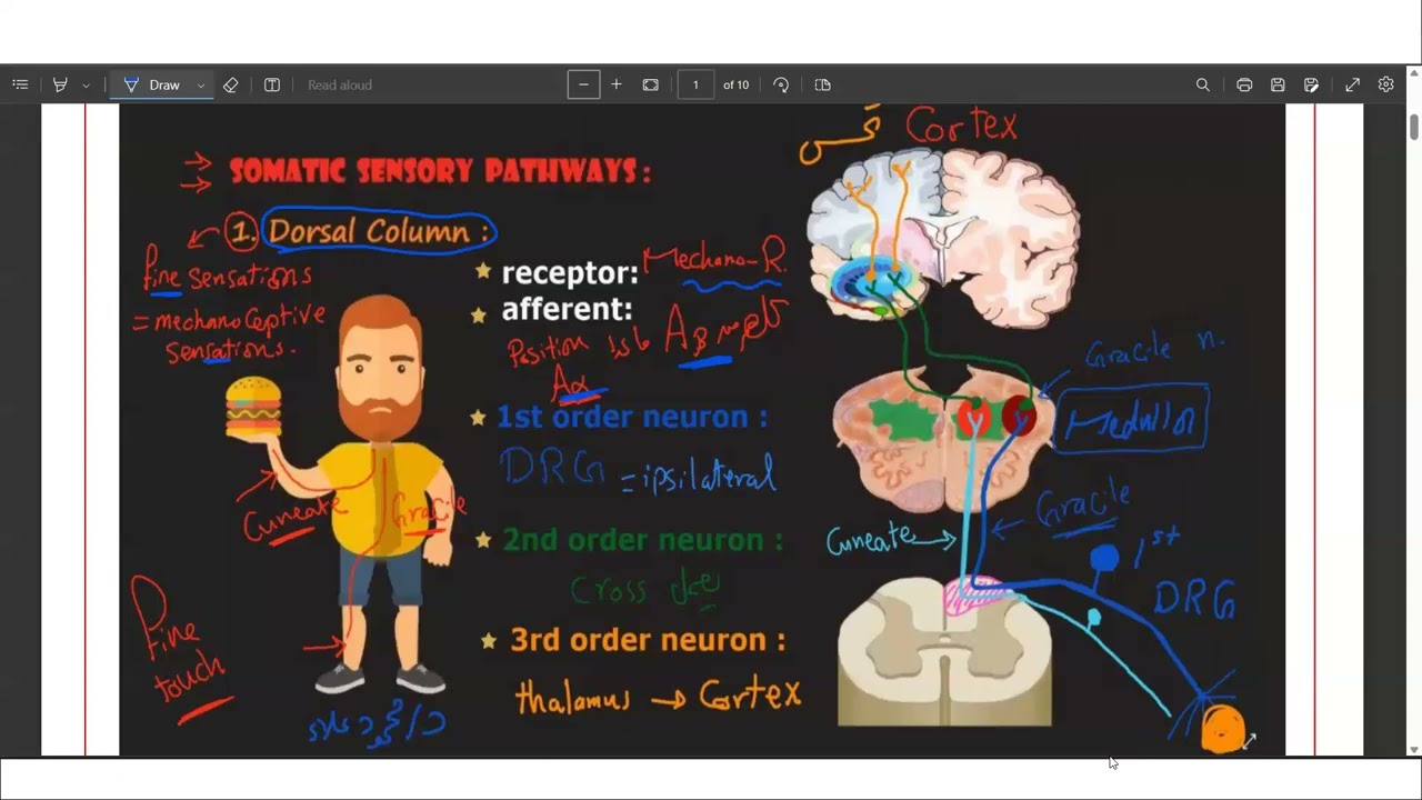Practical Sensory Nervous System