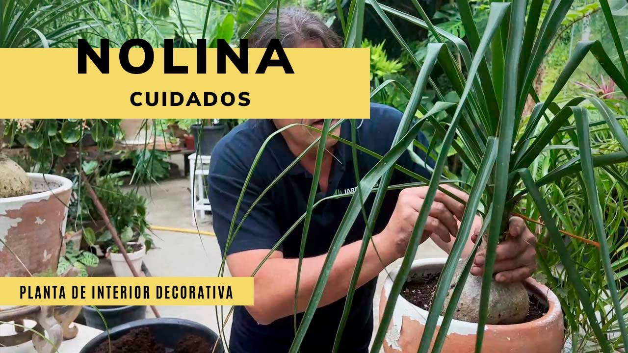 Cuidados de la NOLINA, PLANTA de INTERIOR decorativa 🌿 ¿En qué se diferencia de la Beaucarnea? 🌴