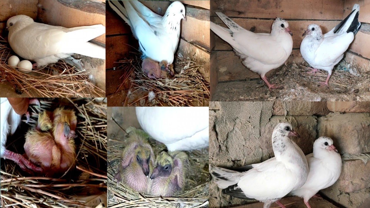 Growth baby pigeons day by day 27 days progress Episode 2 || By Muhammad Ismail pigeons