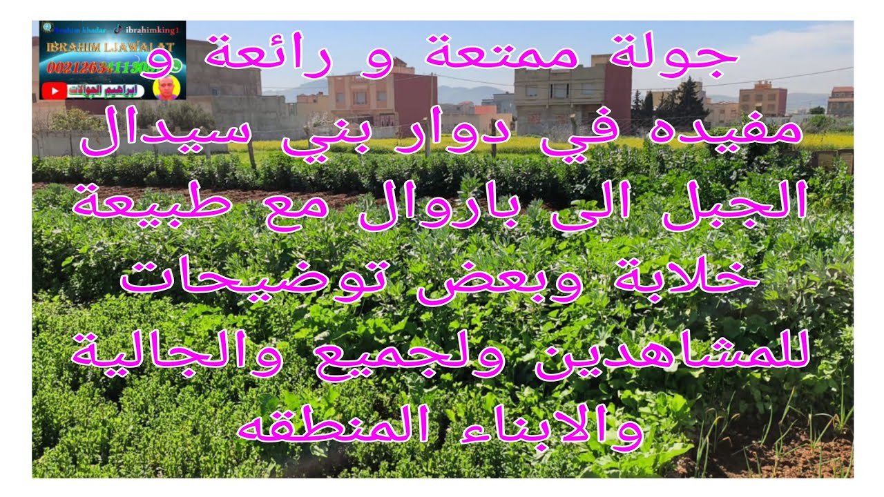 جولة ممتعة و رائعة ومفيدة في دوار بني سيدال جبل مع طبيعة خلابة الى باروال مع بعض توضيحات للمشاهدين 