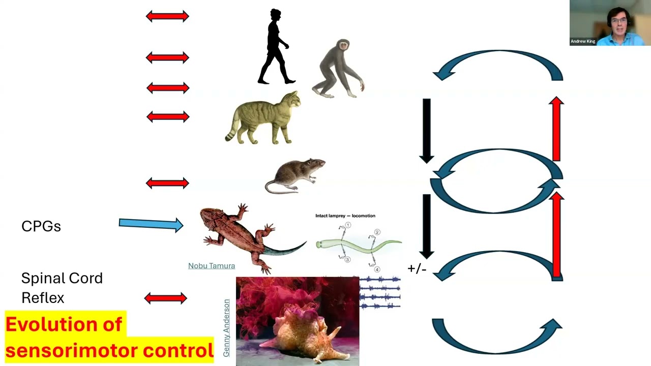 Active Inference and Proprioceptive Deafference - Andrew King