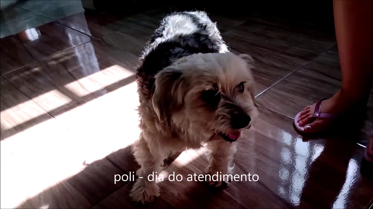 Tosse em cães por alterações cardíacas