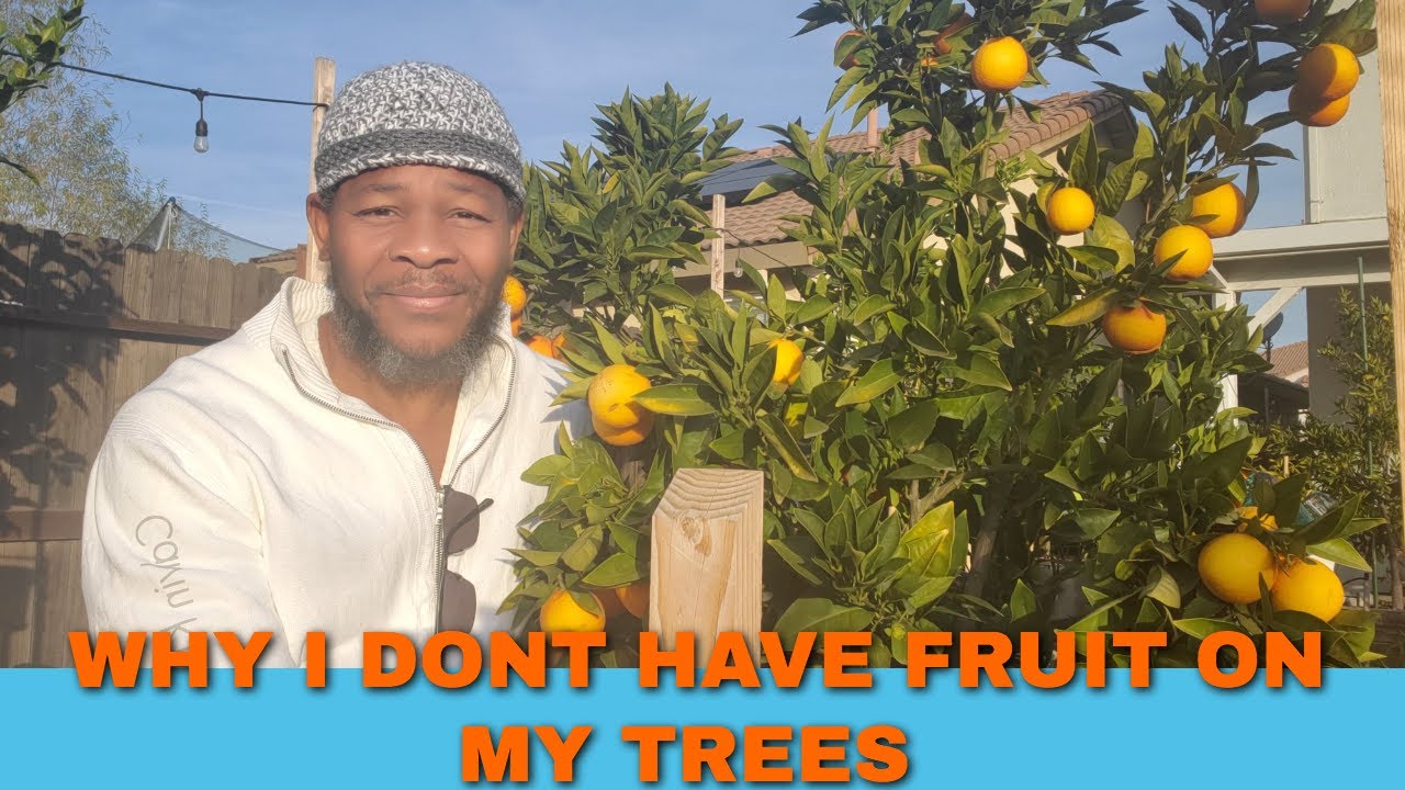 No Fruit On My Fruit And Citrus Trees??  (RE-UPLOAD) PART 2 LOST FILE