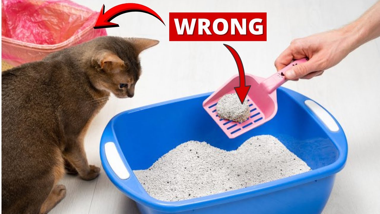 Never Make THESE CAT LITTER BOX MISTAKES (That Harm Your Cat)