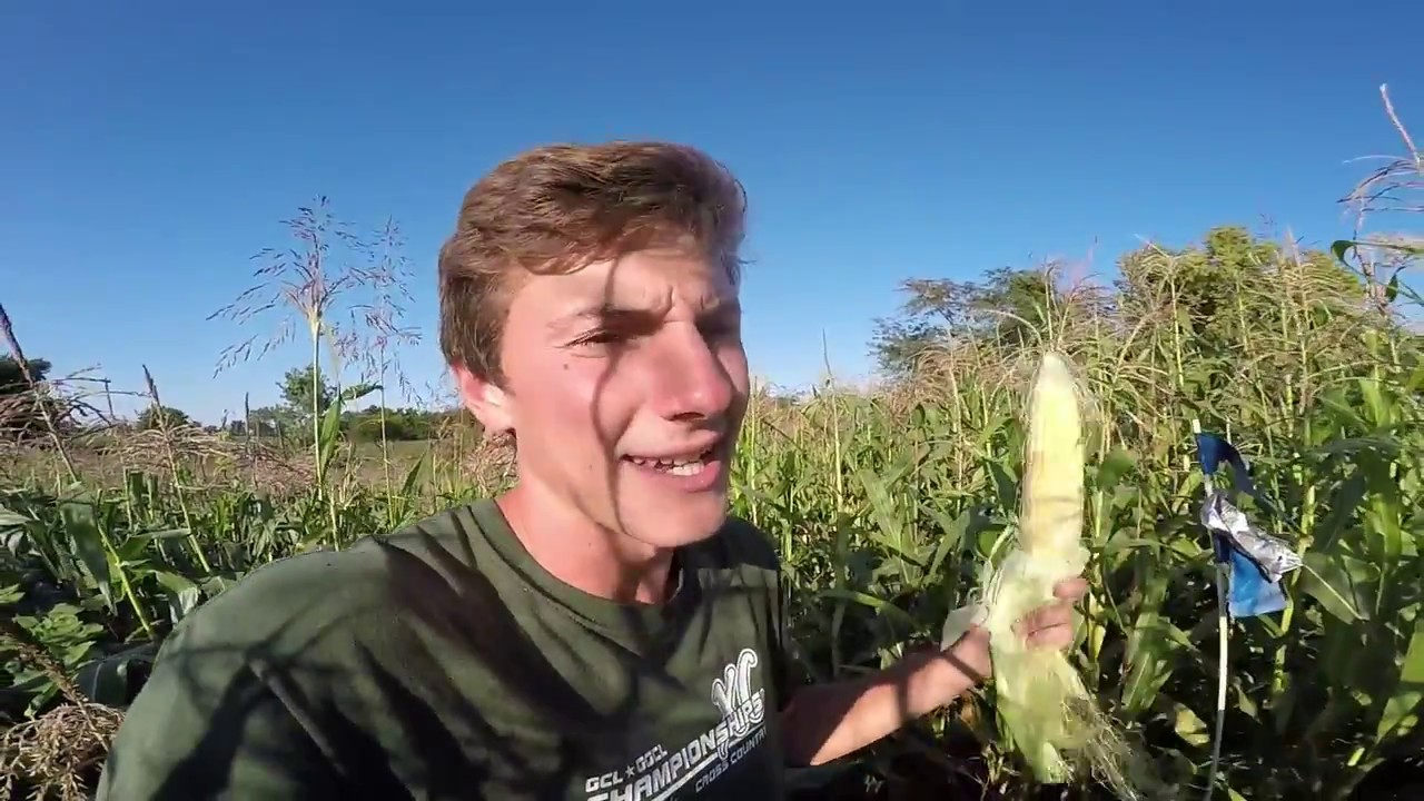 Vegetable/Sweet Corn update and Setting Raccoon Traps