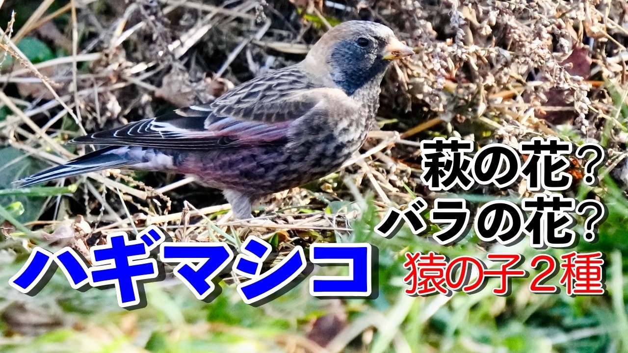 【ハギマシコ】薄紫の小鳥！萩と薔薇の名前を持つ［Rosy Finch］