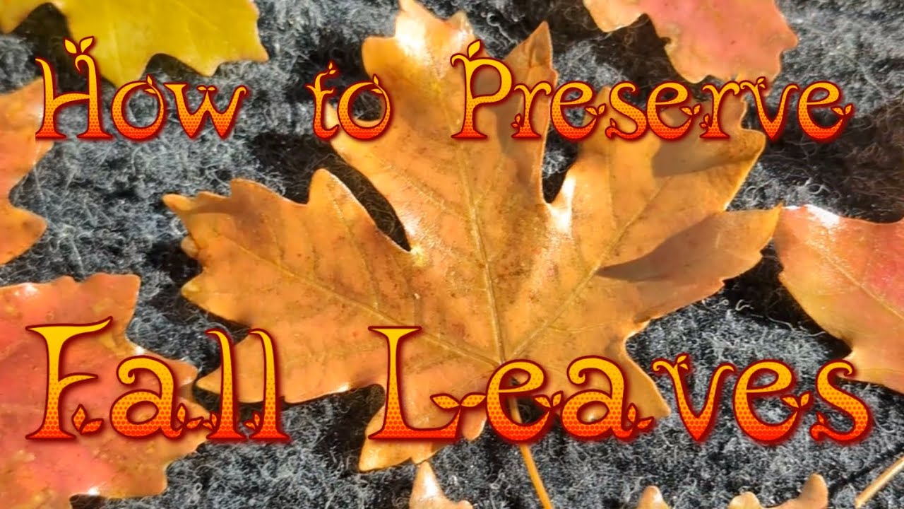 Как сохранить осенние листья 🍁#foreverleaf #autumn #beautiful