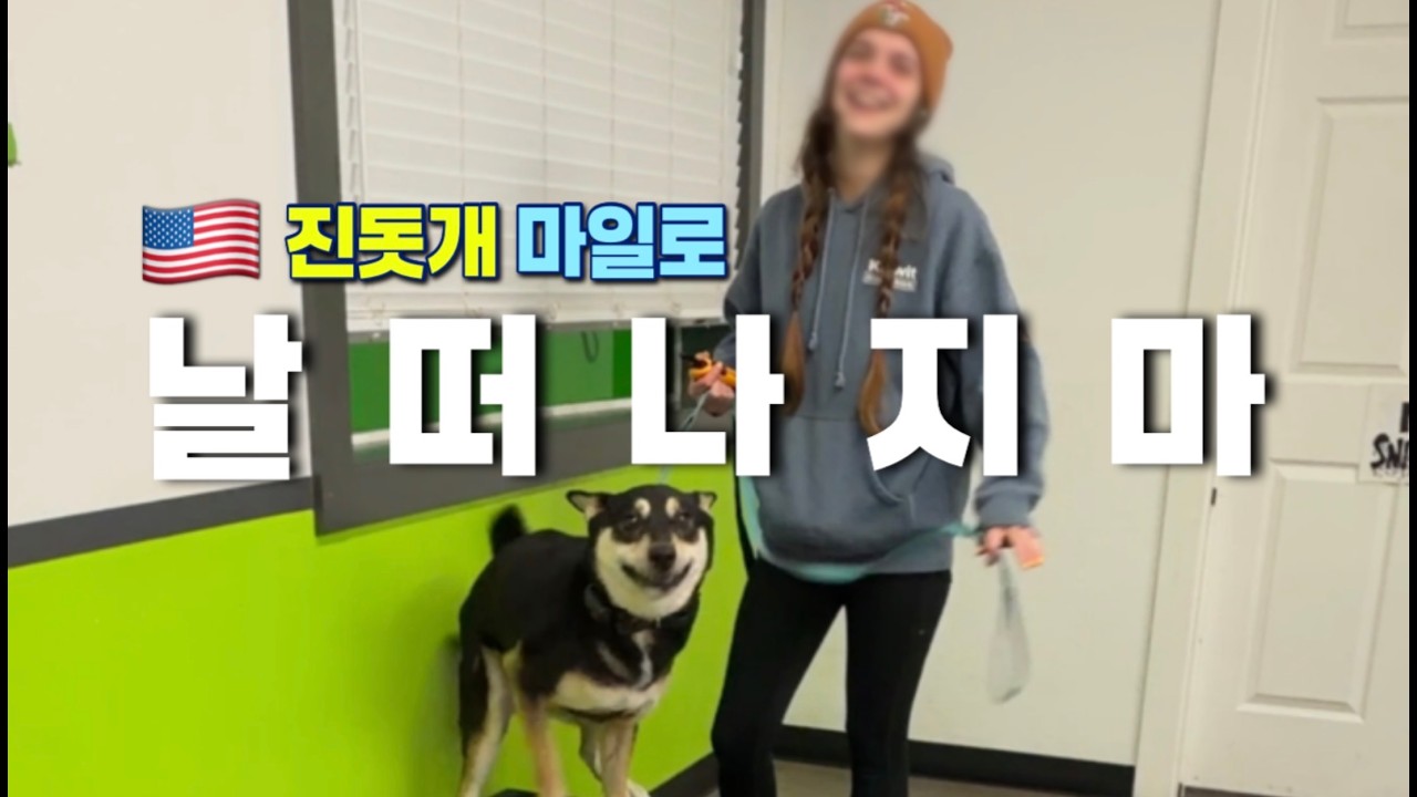 날 떠나지마 진돗개 | 네눈박이 진돗개 마일로 상봉 | 진돗개 해외입양 | 옐로우스톤 여행