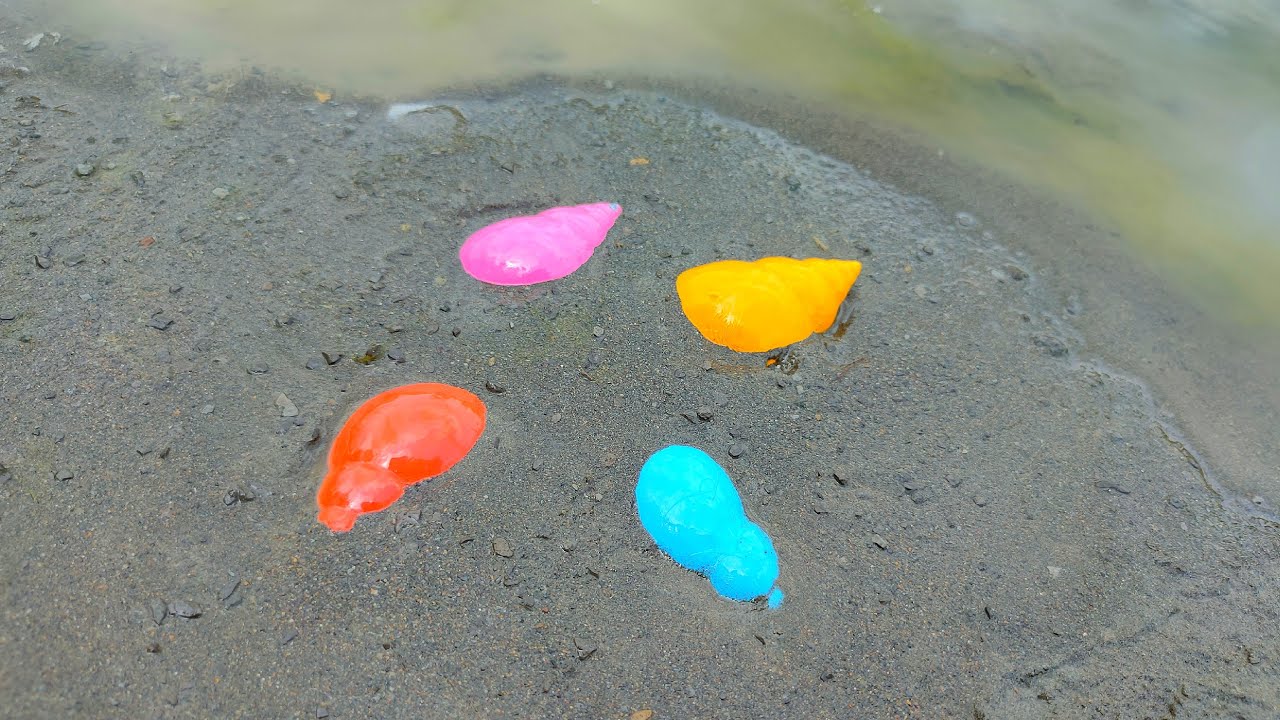 Siput didalam tanah, Kerang, Siput daun, Siput Pelangi, Kelomang, Bekicot dan Umang Umang