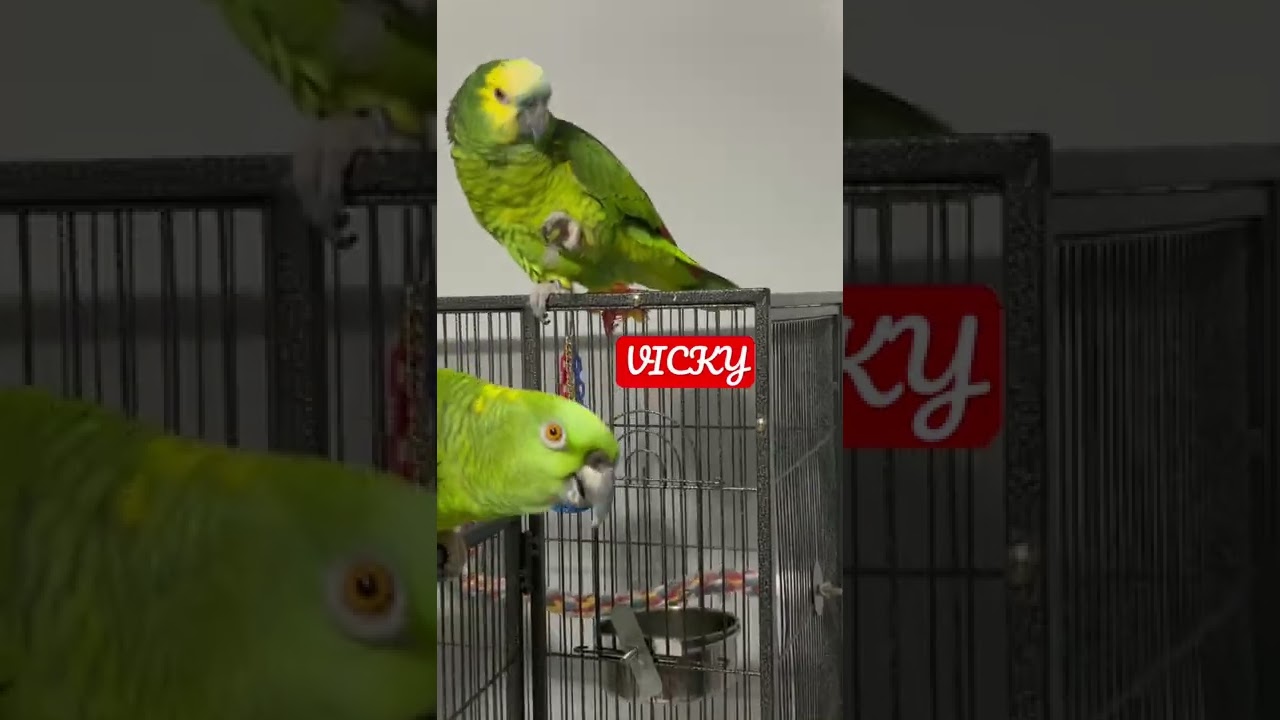 Loro hablando ingl&eacute;s
