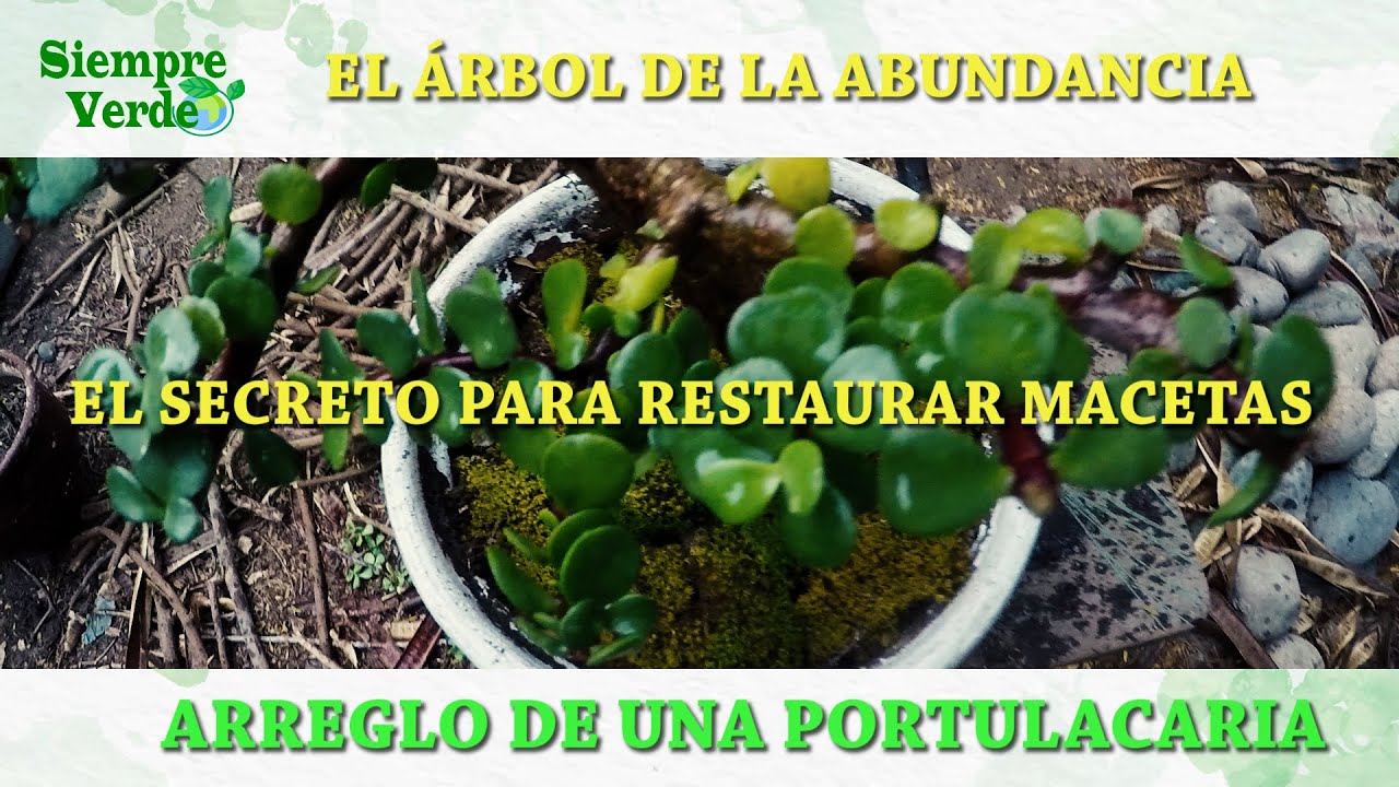 ARREGLO DE UNA PORTULACARIA