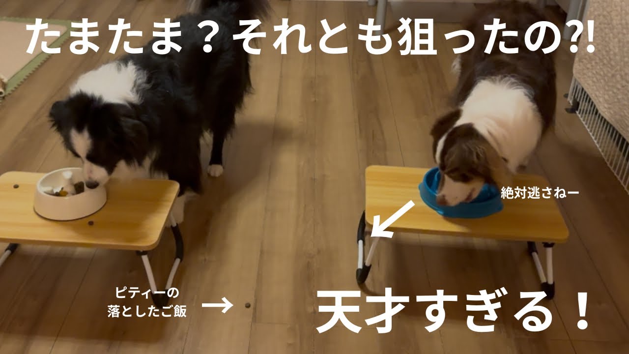 ［賢すぎる犬］落ちてるご飯を狙うルカの拾い方が頭良すぎてびっくりした‼️