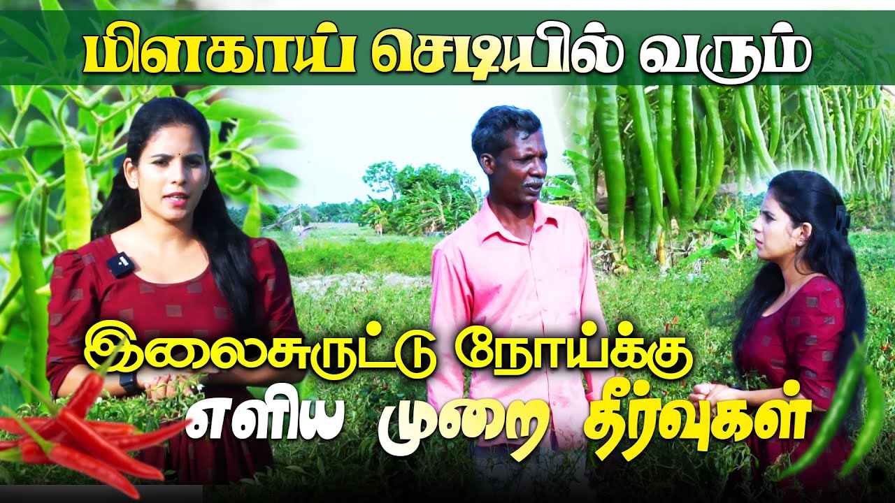 மிளகாய்  பயிர் செய்கையின் நுட்பங்கள்!/ IBC TAMIL/ ER NILAM/ MAITHILY | Chili Cultivation