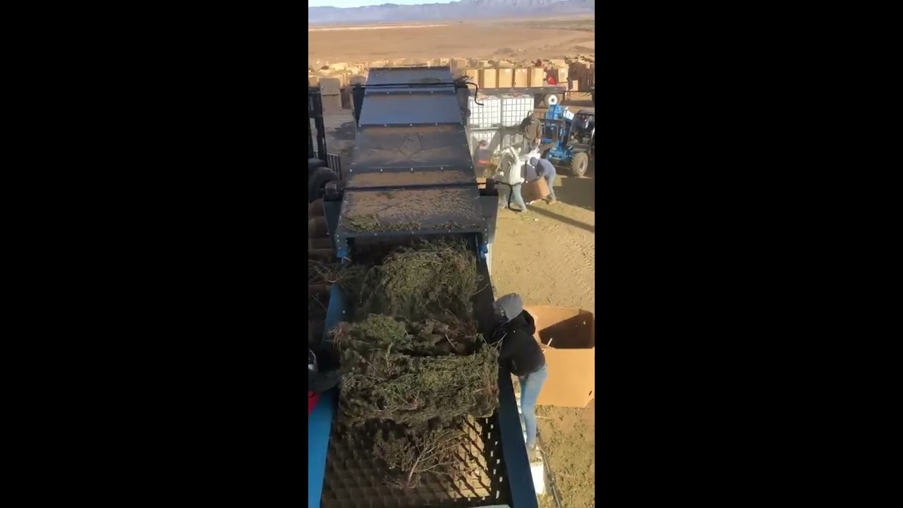 BudRubber Cleaning Hemp - Thousands of Pounds Per Hour