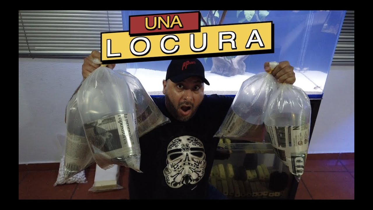 1400 DOLARES EN PECES DISCO||||||😱🐠🐠🐠🐠