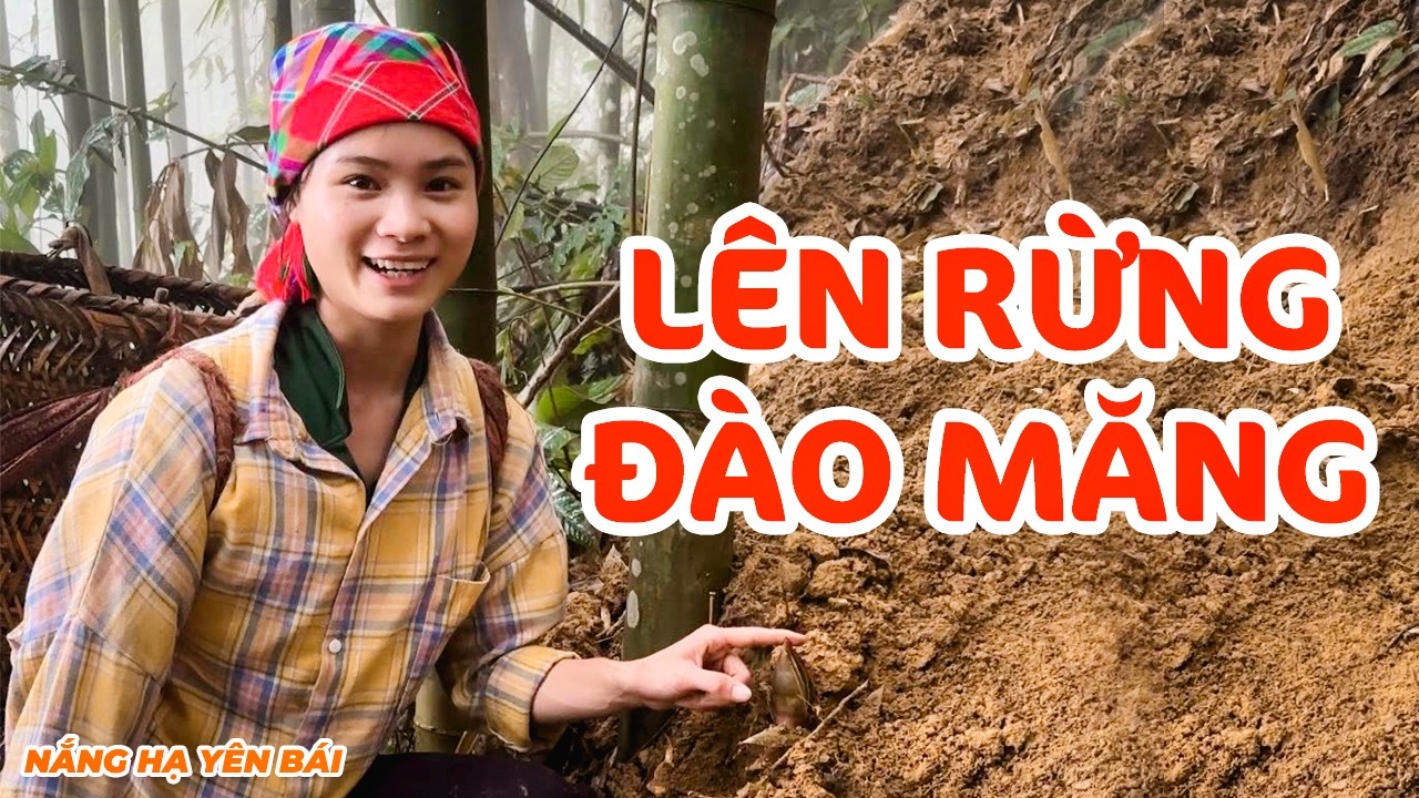 Đào Và Thu Hoạch Măng Nứa Đầu Vụ | Nắng Hạ Yên Bái