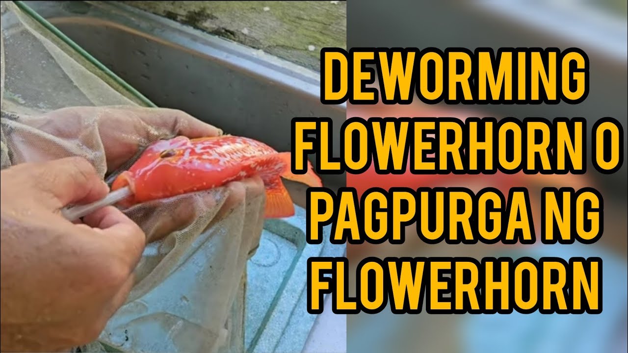 Deworming Flowerhorn / Pagpurga ng flowerhorn Using KOKGOD