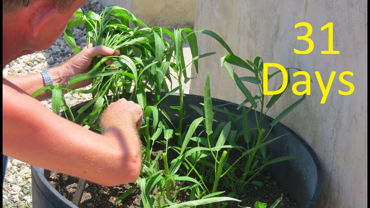 Superfoods Part 1: Kangkong in 31 Days from seed