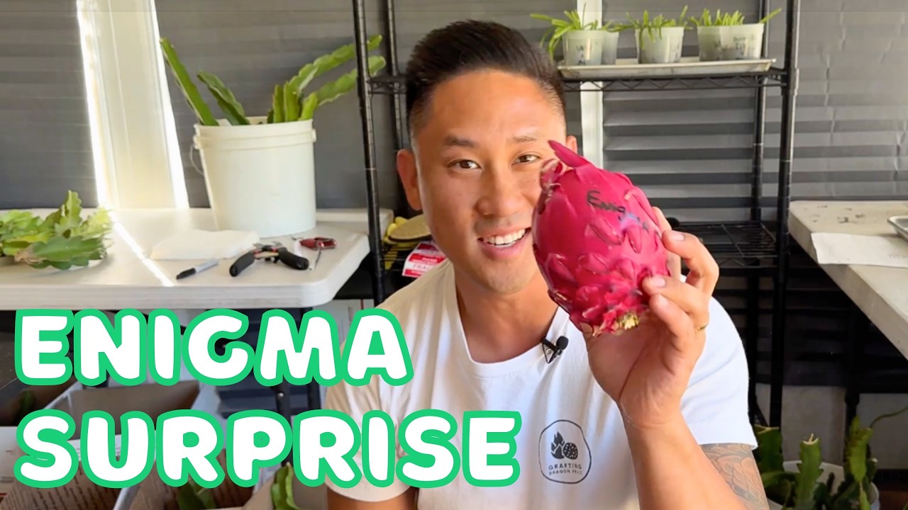 What Did I Get In This Dragon Fruit Mystery Box? I Was VERY SURPRISED! Enigma Taste Test