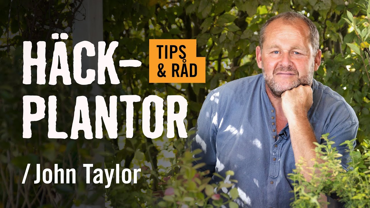 Häckplantor /John Taylor | Tips & råd | [HORNBACH]