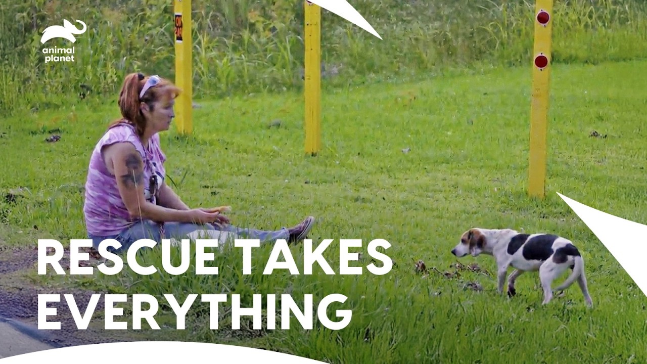 Tia Torres Injuries Can’t Stop Her From Dog Rescue | Pit Bulls & Parolees S8 E8,9,10 | Animal Planet