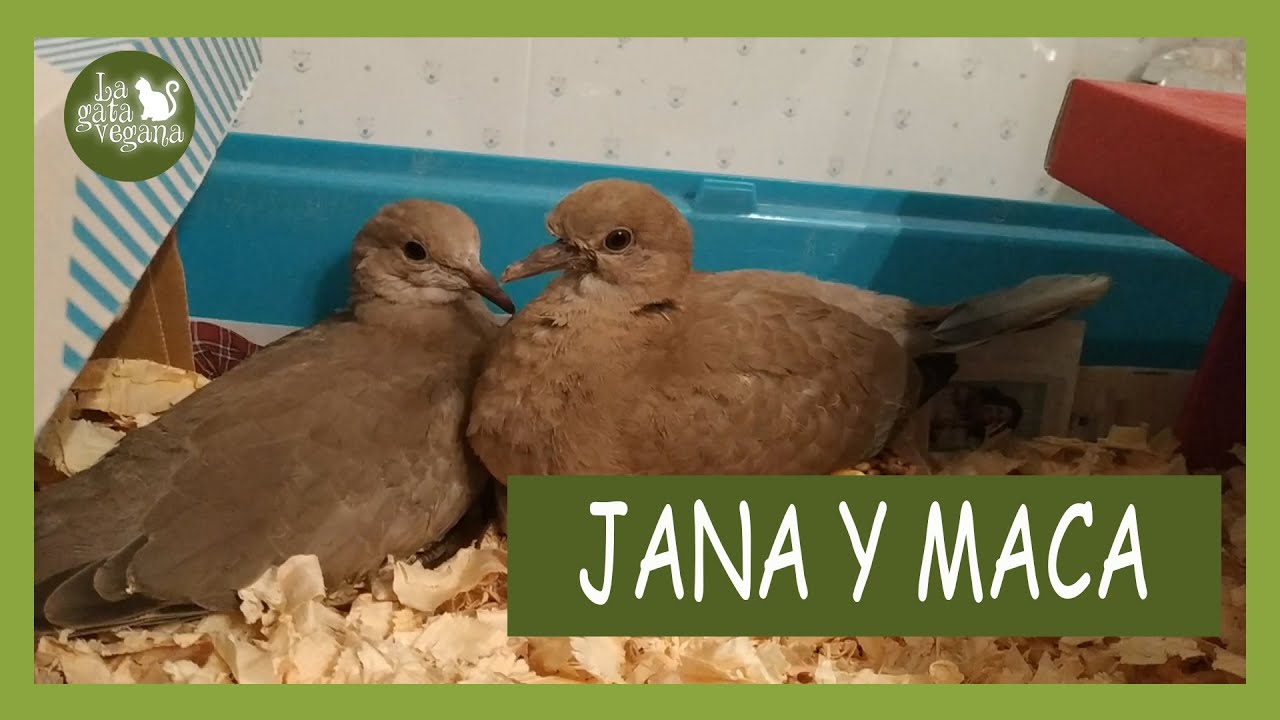 LA HISTORIA DE JANA Y MACA | TÓRTOLAS TURCAS RESCATADAS CAÍDAS DEL NIDO Y LIBERADAS | LA GATA VEGANA