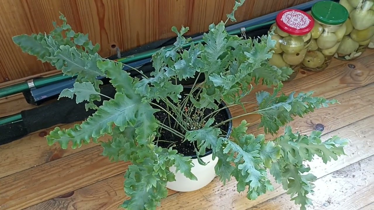 Комнатные Растения. Обзор Папоротников🌿🌿🌿