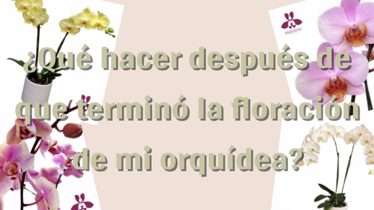 La vara de mi orquídea se está secando ¿Qué hago?