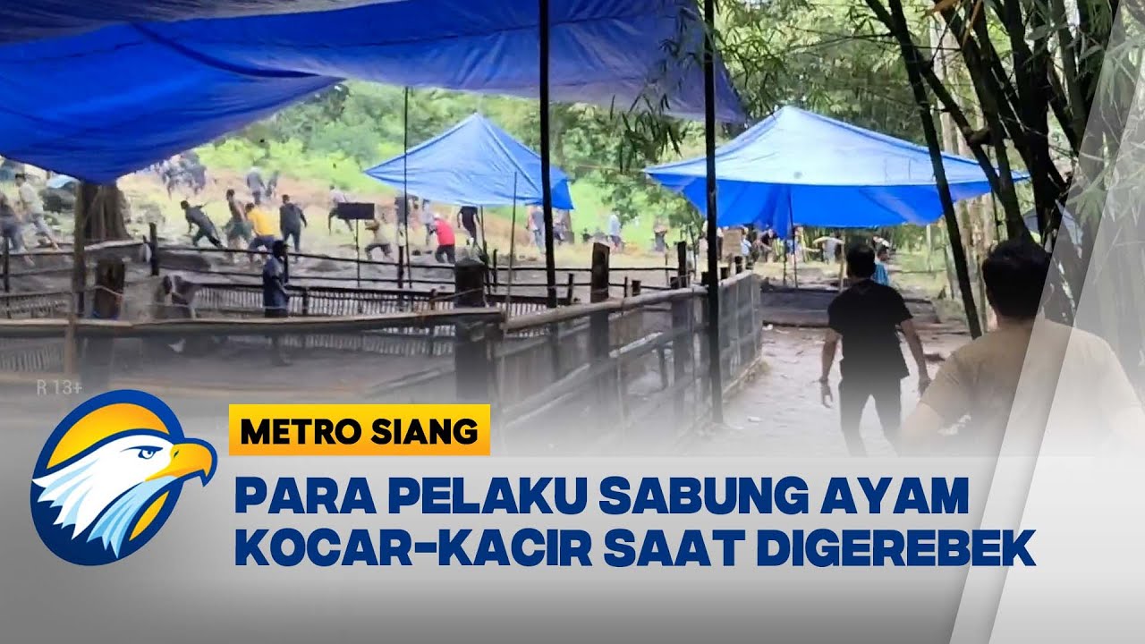 Detik-Detik Polisi Gerebek Lokasi Judi Sabung Ayam [Metro Siang