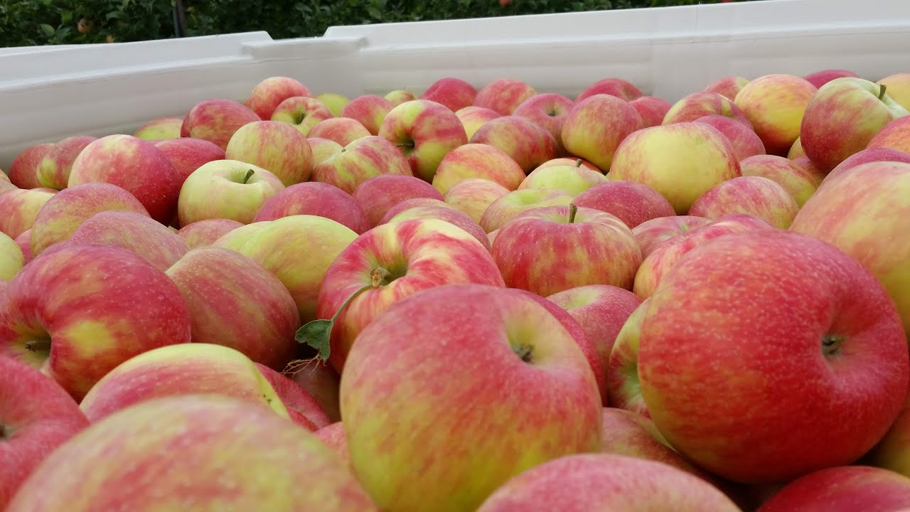 Pruning Honeycrisp for Annual Production