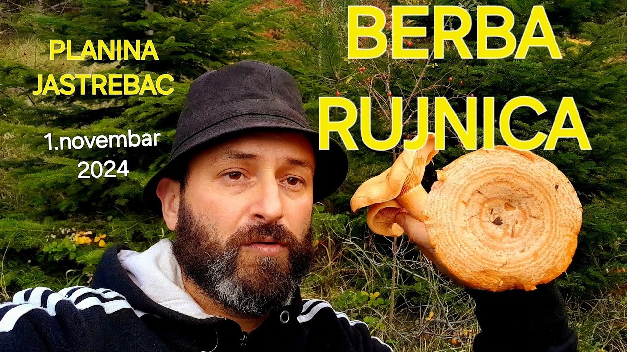 BERBA PRELEPIH RUJNICA!-PLANINA JASTREBAC 1. NOV. 2024.