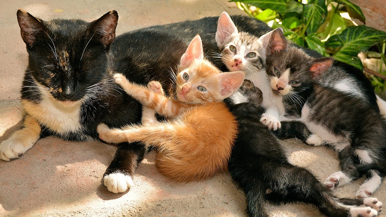 Котенок мило мяукает - Котенок зовет маму - Кошка играет с собаками, рыбками, курами