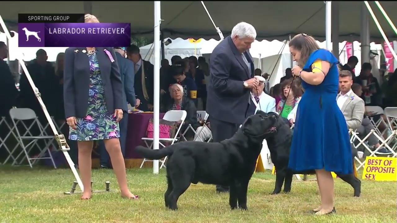 Retrievers (Labrador) | Breed Judging 2022