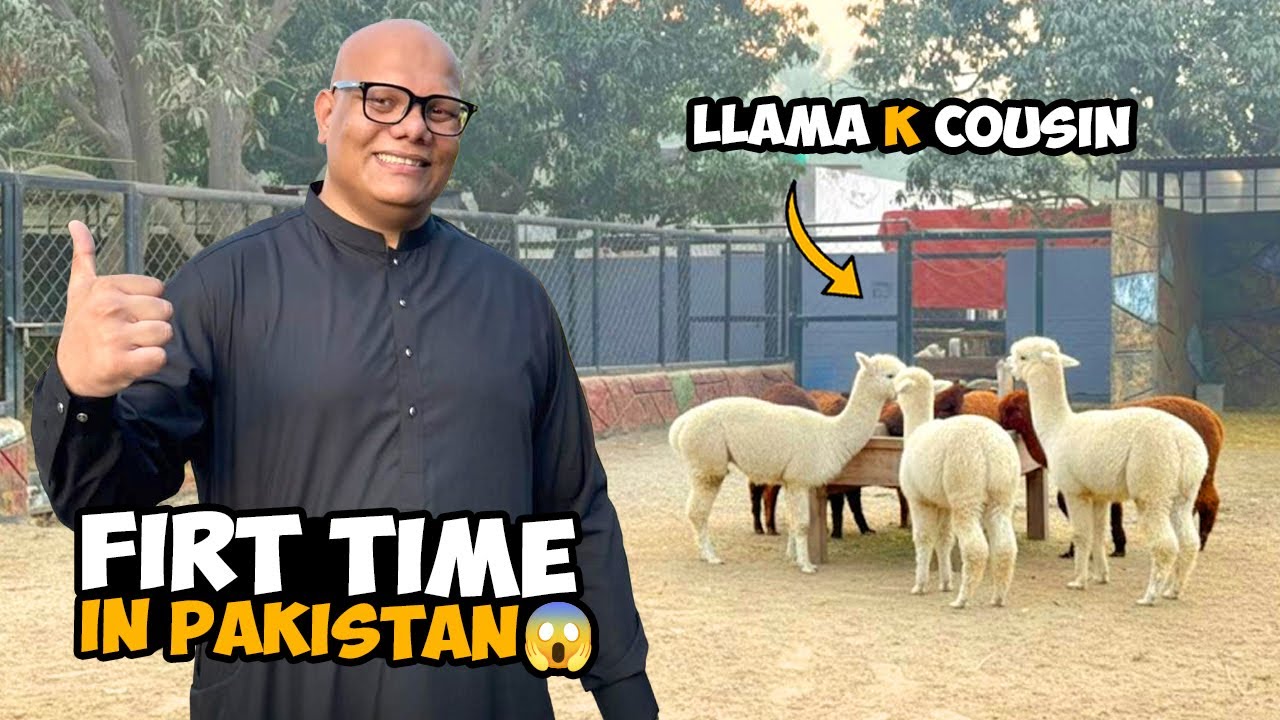 Alpacas First Time Ever In Pakistan🦙 | New Entry 🐾 | BT Farm Stories