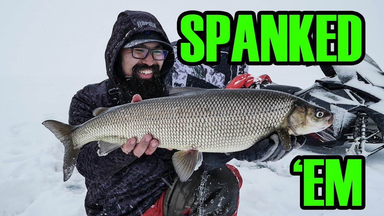 Shallow water whitefish (ice fishing Lake Simcoe)