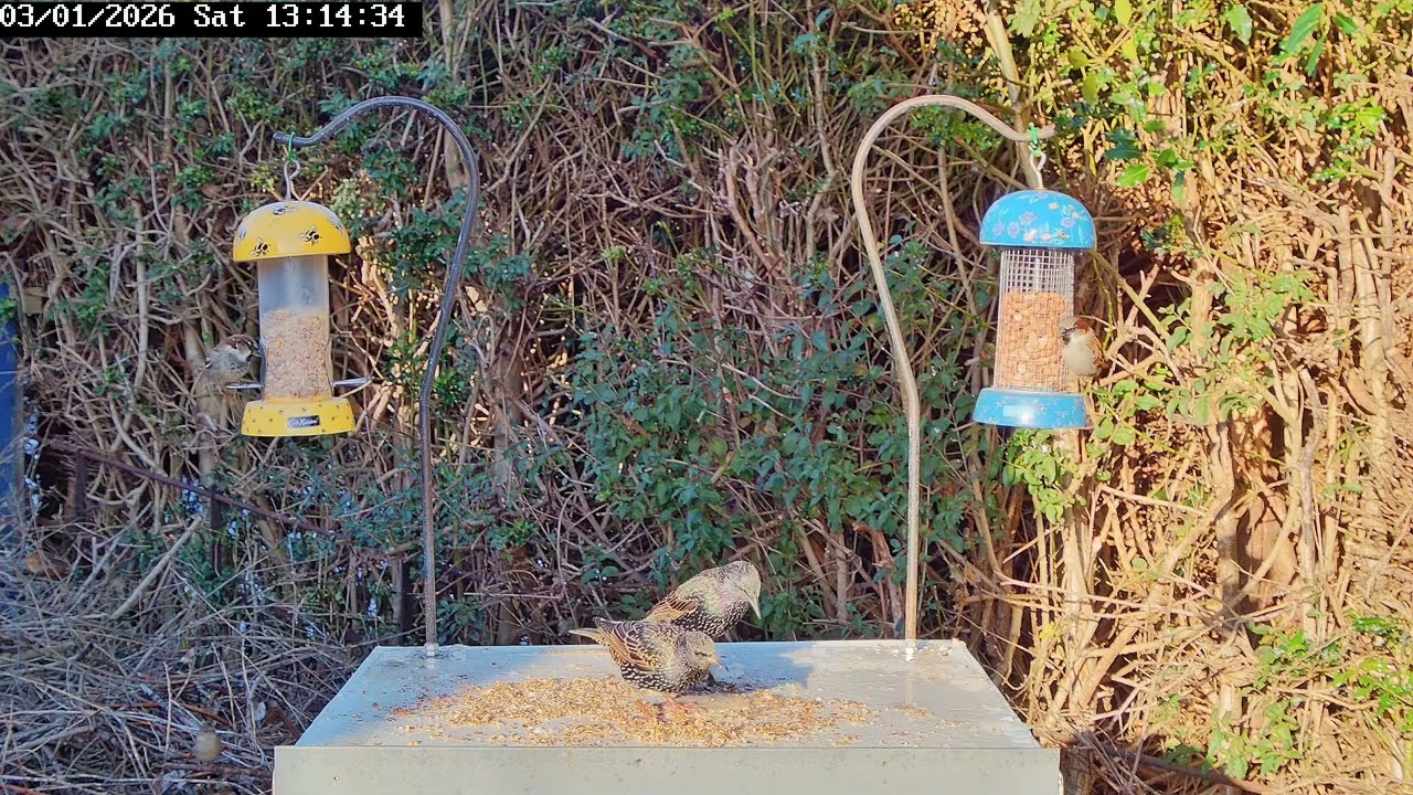 Bird table antics, 3rd January 2026, part 2