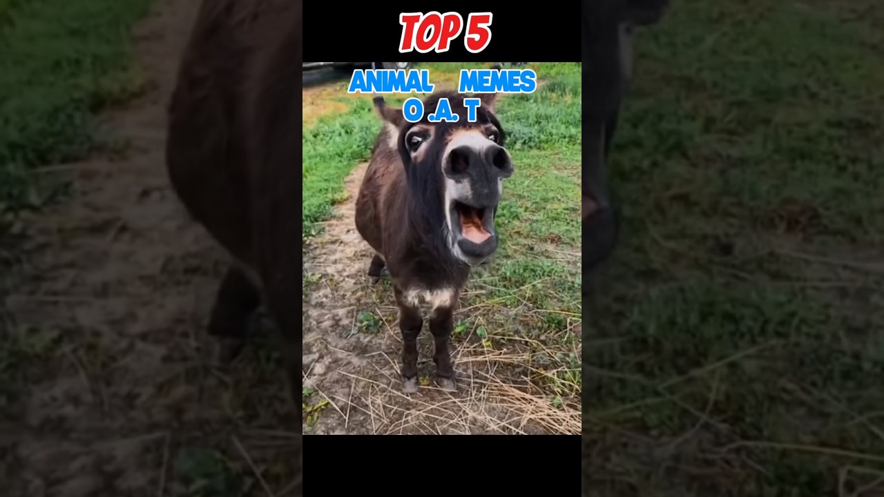Top 5 Animal Memes of ALL Time 😂🐶🔥 | Internet Legends