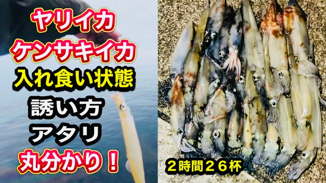 【ショアイカメタル】テトラからヤリイカ・ケンサキイカ釣り！【富山釣り】